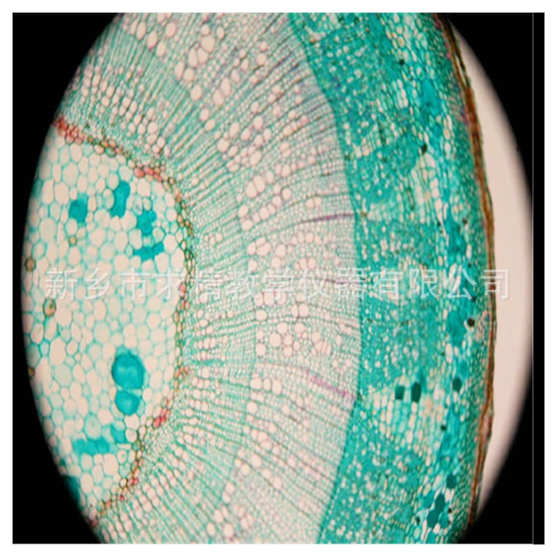Origin Supply Biological Slide Specimen Primary and Secondary School Woody Dicot Stem Cross-Section Microscope Specimen Slide