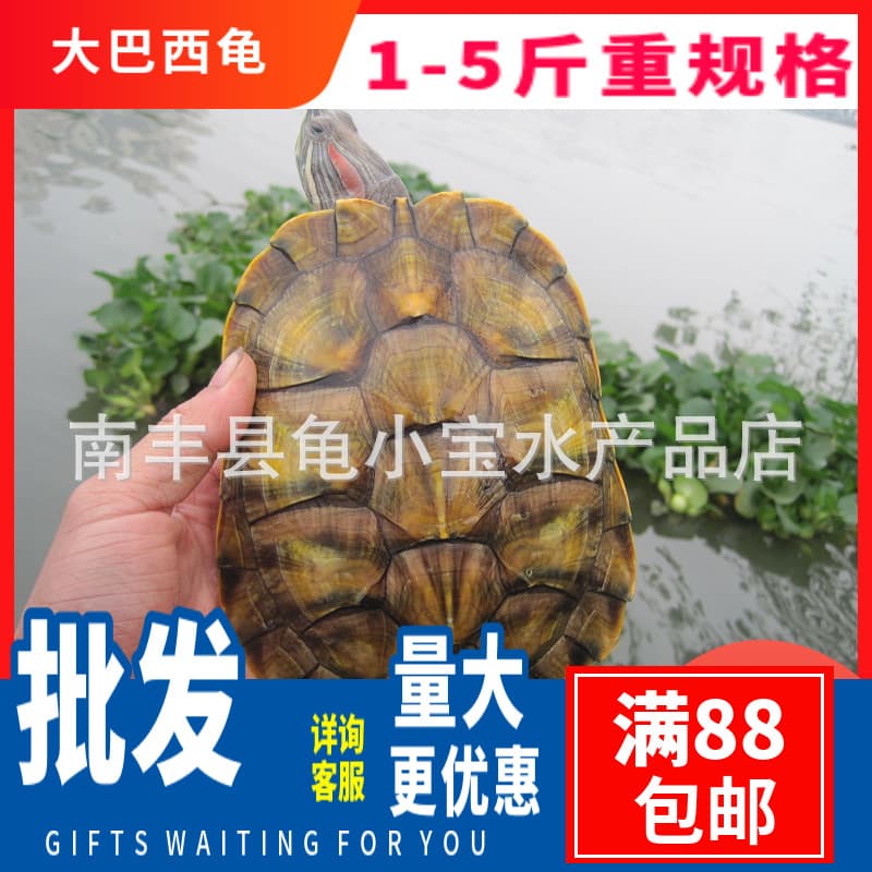 Waitang commodities can be equipped with male and female tortoises, deep water tortoises, lucky tortoises, gold, big Brazilian tortoises, egg-laying tortoises, wholesale