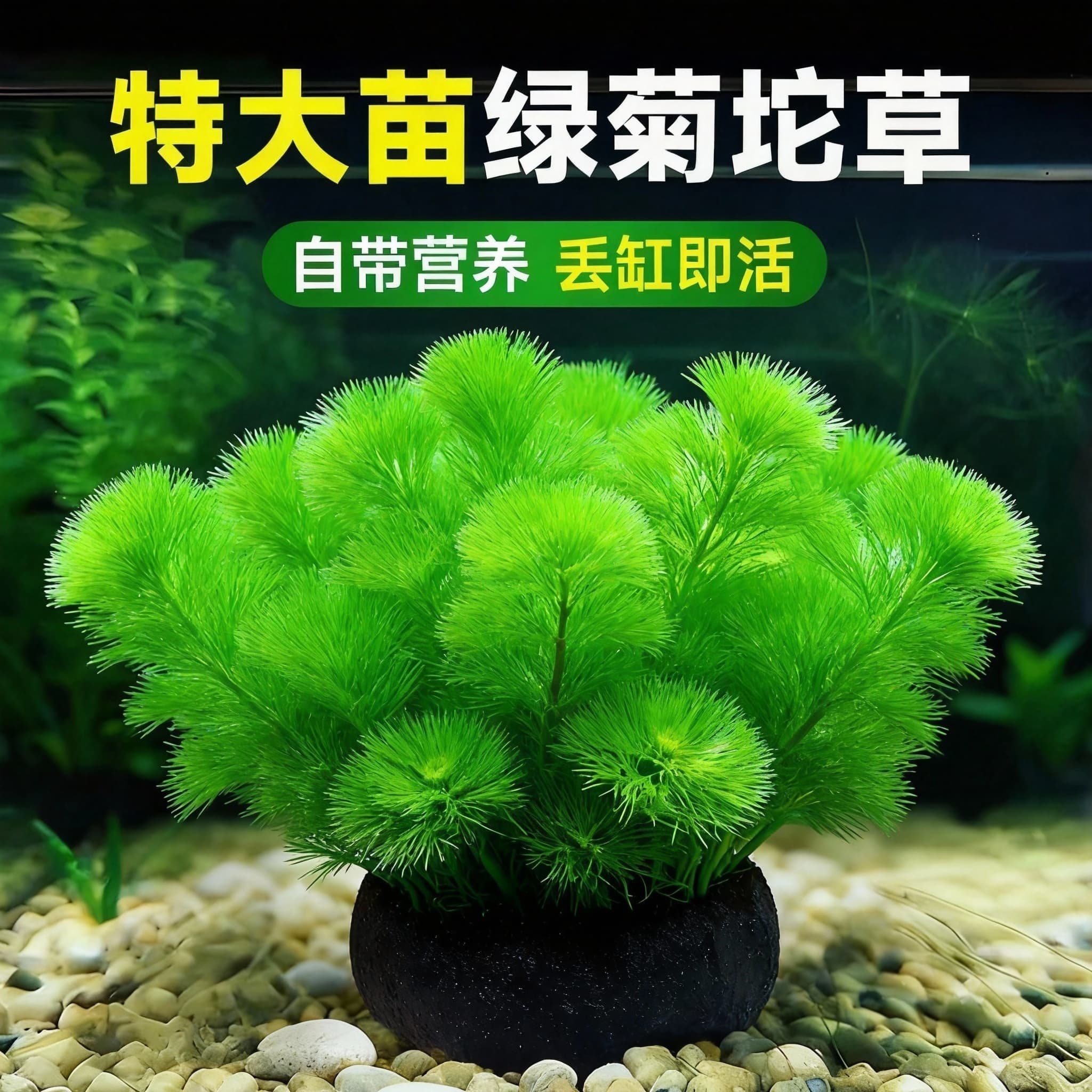 Green Cabomba Aquatic Plant for Fish Tank Aquascaping, Real Grass, Hornwort, Aquarium Grass Purify Oxygen, Easy Care Bubble Negative Plant