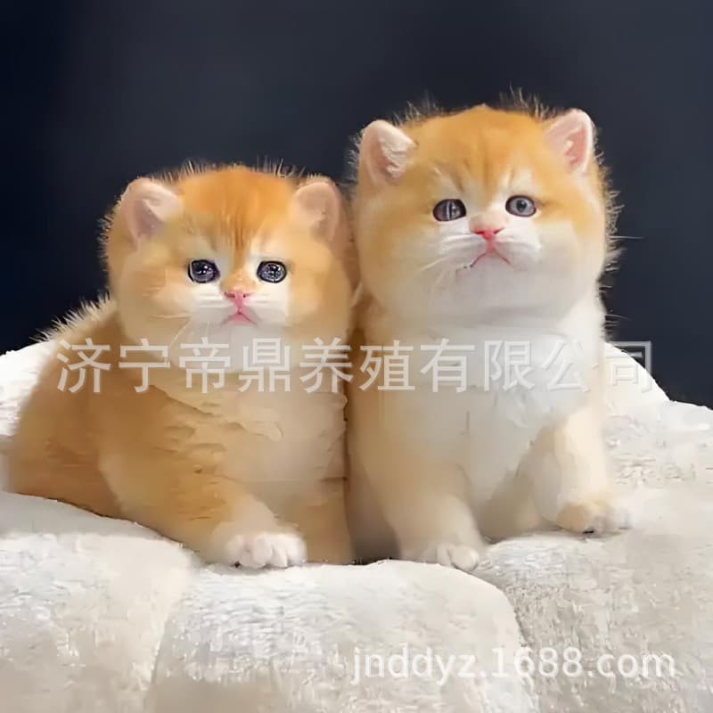 Golden Gradient Cat, British Shorthair Silver Gradient Kitten, Short-Legged Cat, Scottish Fold Kitten, Live Pet Cat, Cute Pet Kitten, Live Animal