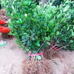 Euonymus Alatus Seedling, Euonymus Tree Seedling, Courtyard Greening Seedling Cold Hardy Evergreen, Landscape Engineering Greening Seedling