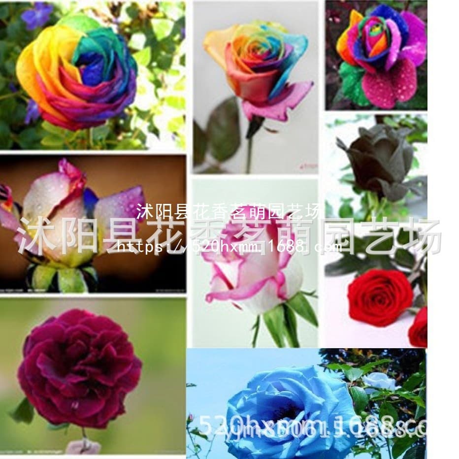 GK Red Rose Seeds - Green Plant Potted Flower Seeds for Potted and Ground Planting, Four-Season Seeds, 200 Seeds