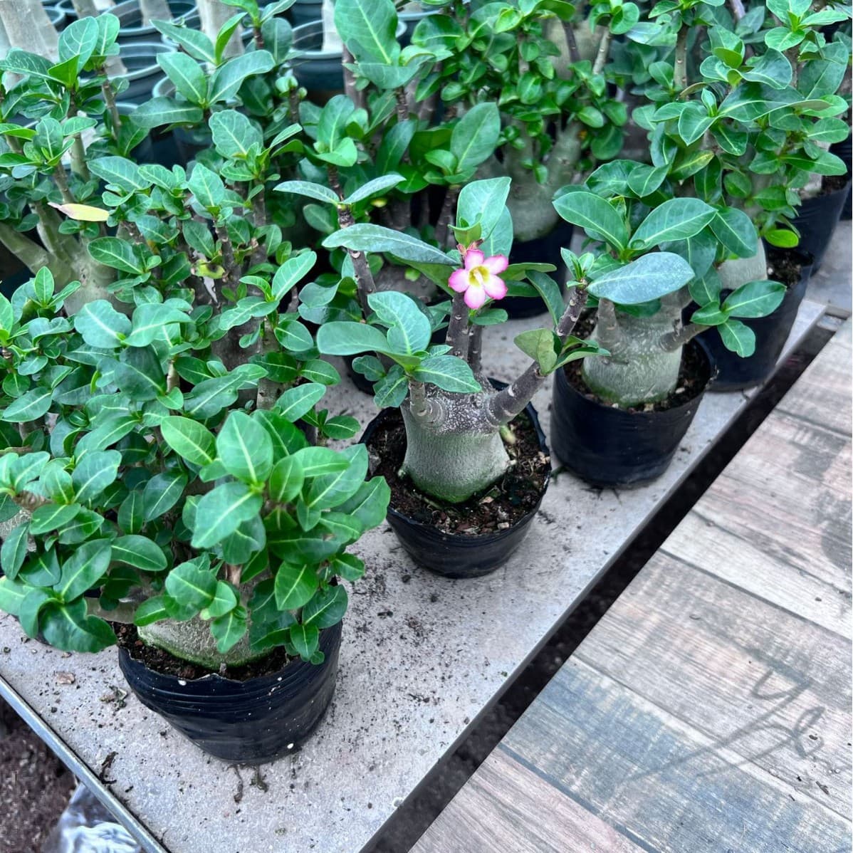Desert Rose Seedling Potted Plant with Flower Buds Succulent Old Stem Indoor Outdoor Bonsai Desert Rose