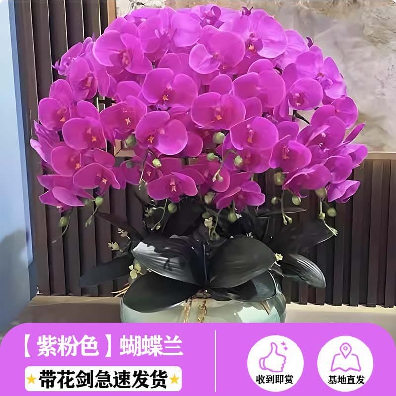 Phalaenopsis Orchid Plant with Flower Stems and Buds Potted Orchid Large Plant Living Room Indoor Plant Four Seasons Easy Care