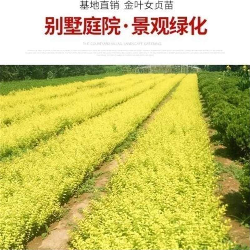 Freshly Harvested Ligustrum Seeds, Large-Leaf, Golden-Leaf, Jinsen, Small-Leaf. The Germination Rate of Ligustrum Seeds Is Extremely High