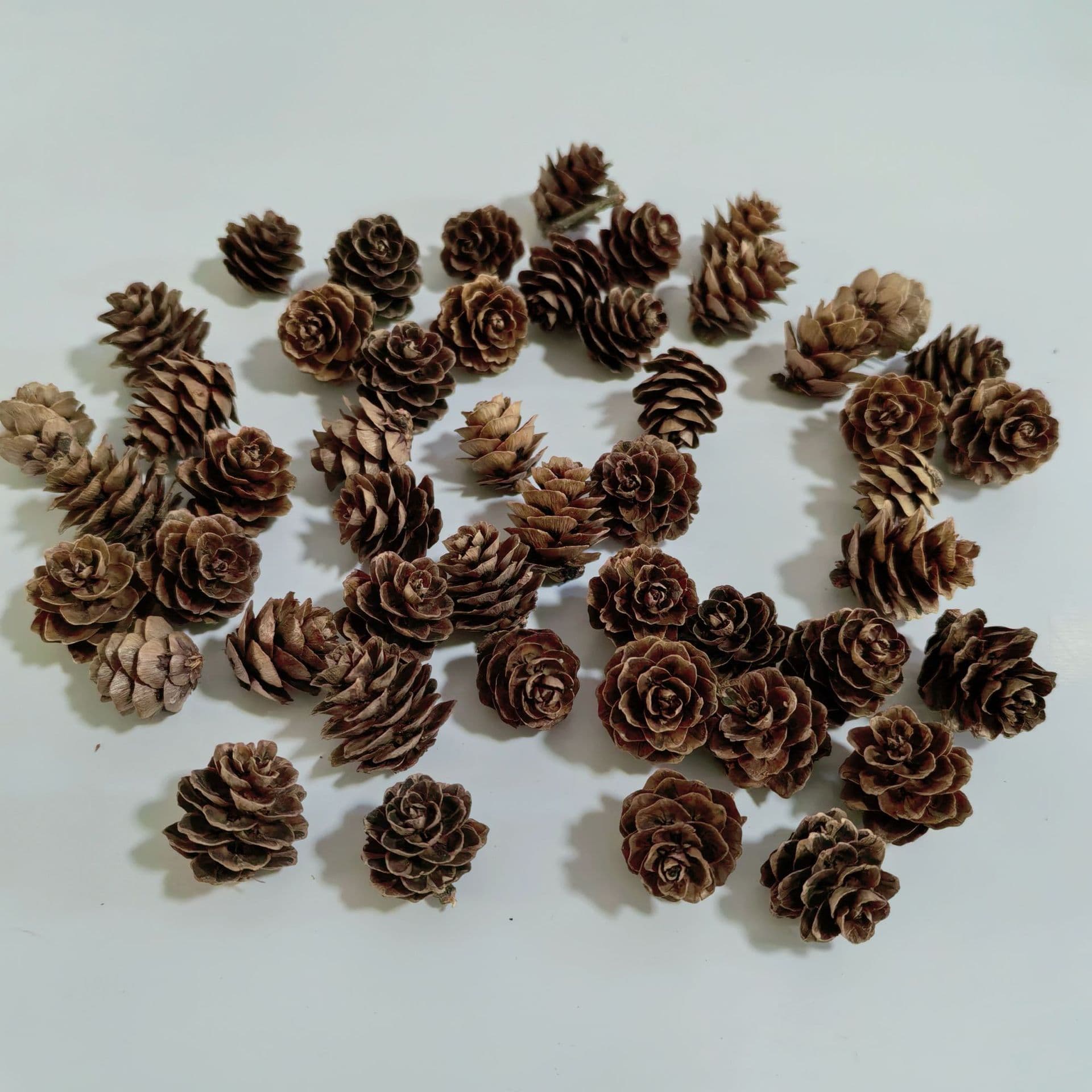 Small Pine Flower Micro Landscape Pinecone, Dried Flower Mini Pinecone Christmas Decor, Mini Larch 1-2cm