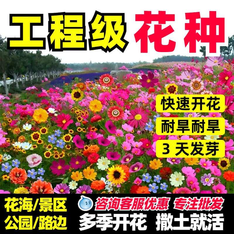 Four seasons wildflower combination flower seeds wholesale flower sea scenic area cosmos flower seeds zinnia galsang flower seeds