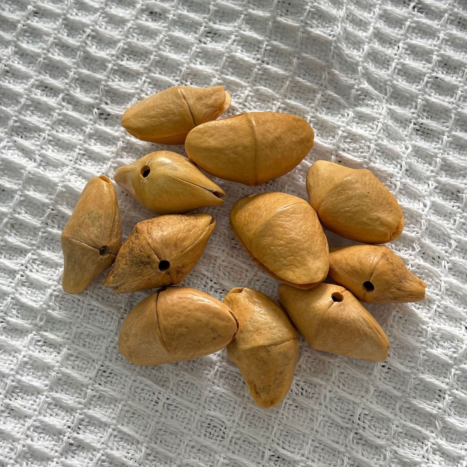 Fruit shell oleander chacha fruit shell bell fruit shell wind chime fruit shell bell material diy natural fruit shell rattle wholesale