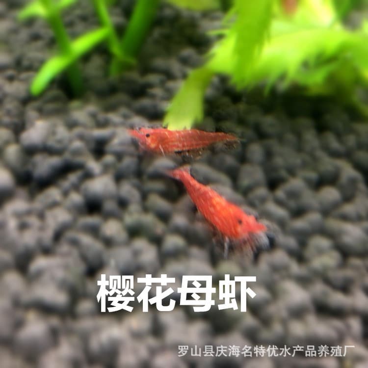 Sakura Mother Shrimp Live Shrimp Ornamental Shrimp Pet Shrimp Small Shrimp Shipping Packaging Own Fishery Wholesale
