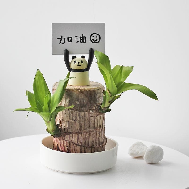 Brazilian Lucky Wood, hydroponic, easy to grow, potted plant for living room, feng shui, formaldehyde removal, indoor wealth