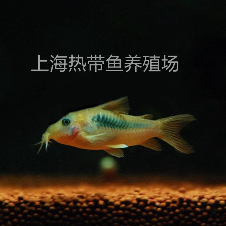 Coffee Corydoras live bronze aquarium bottom-dwelling fish cleaner fish tool fish tropical ornamental fish live tropical fish