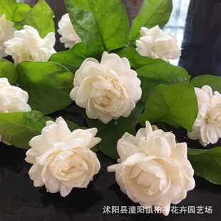 Cross-border Transparent Small Pack White Jasmine Seeds Tiger Head Jasmine Seeds Double Petal Jasmine Seeds Easy to Grow