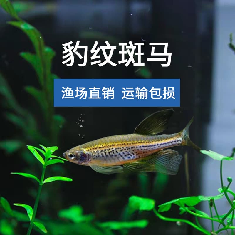 Leopard zebrafish live leopard spotted zebrafish small fish lantern fish tropical fish ornamental fish fishery wholesale aquarium