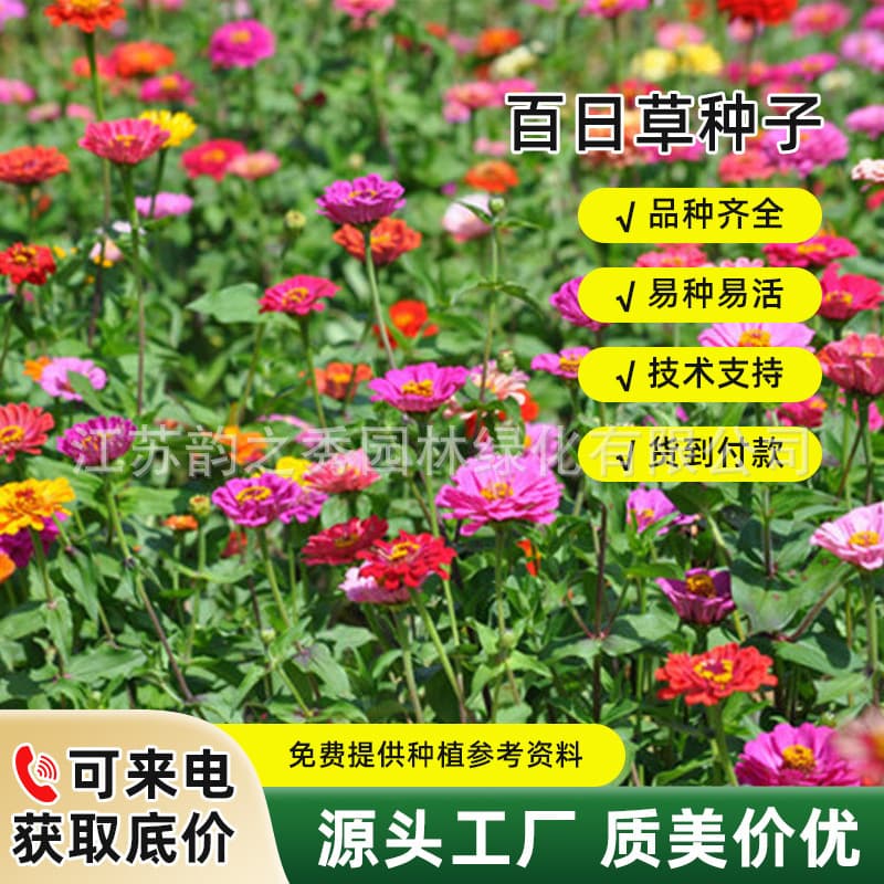 Four-Season Blooming Flower Seeds, Zinnia elegans Seeds, Step-by-Step Zinnia, Hundred Day Grass Flowers