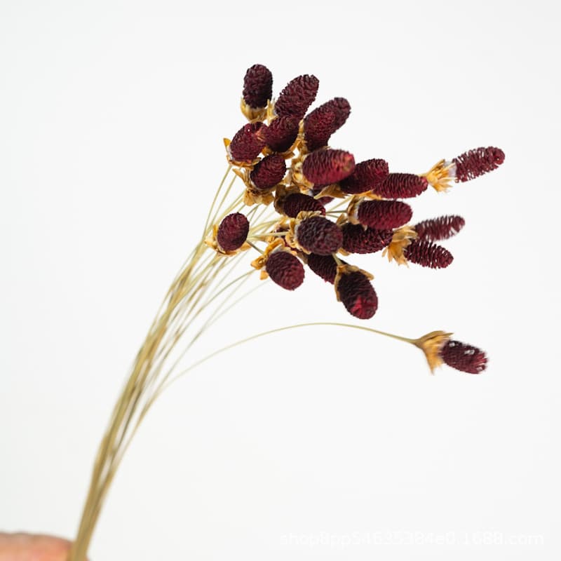 Dried Burnet Small Mountain Flower Preserved Flower Material Ins Style Flower Arrangement Natural Flower Bunch Wholesale Yunnan Windmill Flower Display