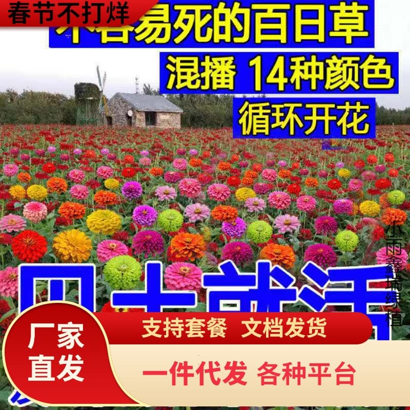 Dropshipping Easy-to-Grow Wildflower Seeds Cosmos Seeds Four Seasons Easy to Plant Gesang Flower Seeds Courtyard Ornamental Flowers Indoor