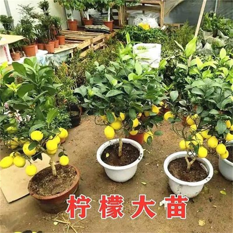Perfume Lemon Saplings Potted Ground Planting with Fruit Delivery Seedless Green Lemon Saplings Indoor Courtyard Planting Results of the Year