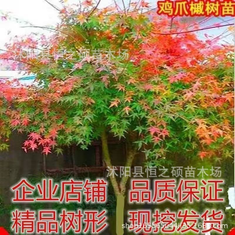Japanese Maple Seedling Base Wholesale Engineering Greening Arbor Green Maple Japanese Maple Seedling Street Landscape Tree Seedling Color Leaf Tree