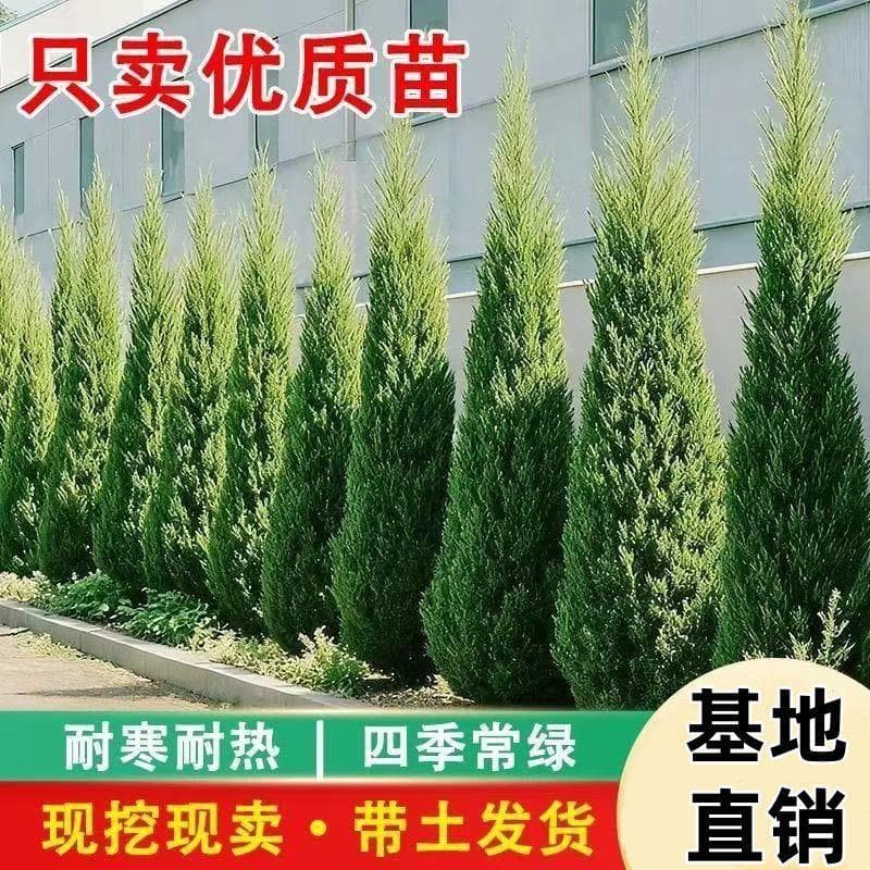 Tower Cypress Seedlings, Pine Seedlings, Cypress Seedlings, Juniper Seedlings, Oriental Arborvitae Seedlings, Dragon Cypress Seedlings, Pine Cypress Seedlings, Evergreen All Year Round