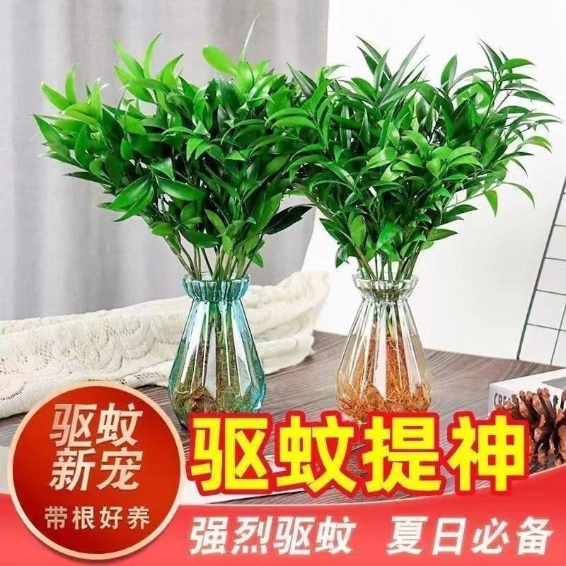 Mosquito-repellent bamboo and cypress hydroponic plants indoor water-cultured green plants and flower potted plants office four-season living room bamboo and cypress bamboo and cypress seedlings