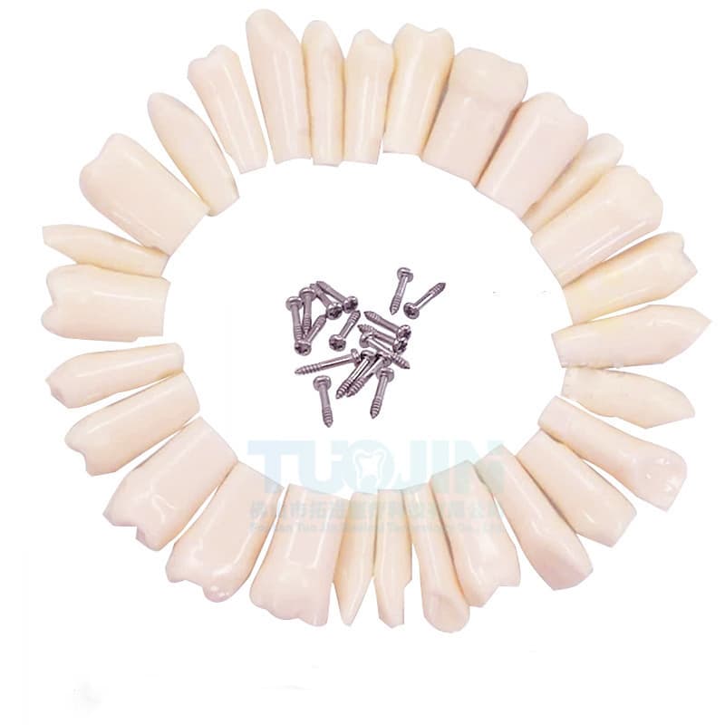 Dental Oral Teaching Simulation Tooth Preparation Practice Resin Teeth Model, Dental Training, 28 Pieces Per Set
