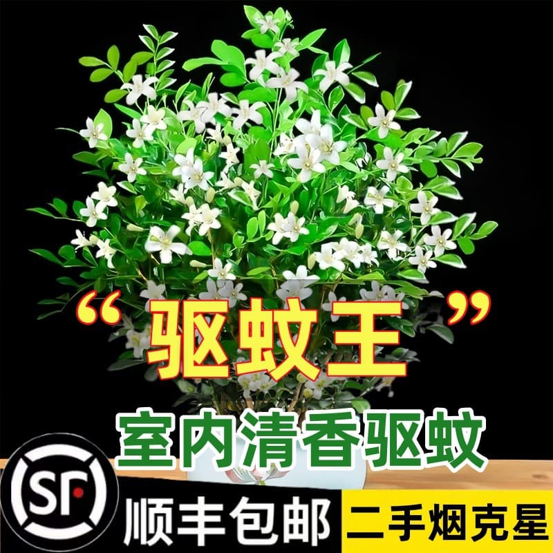 Fragrant Murraya Paniculata Potted Plants - Indoor/Outdoor Mosquito-Repelling Jasmine Bonsai with Mature Roots