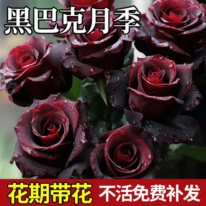 Black Buck Rose Flower Potted Old Pile Seedlings Velvet Dark Red Four-Season Balcony Courtyard Florals and Green Plants