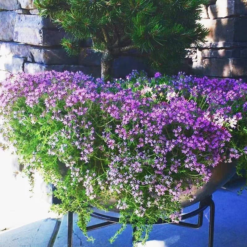 Purple Creeping Thyme Seeds - Drought Tolerant Spice Herb for Courtyard, Balcony, Cold Tolerant Potted Plant