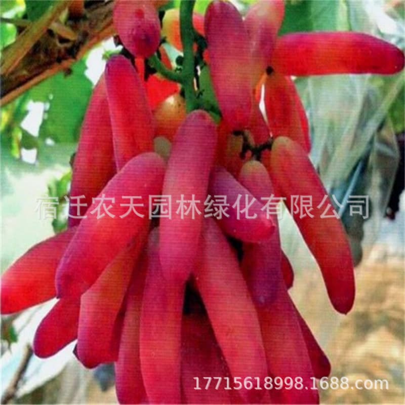 Linglong finger grape seedlings, a new variety of early-maturing grape vines, suitable for both southern and northern planting, bearing fruit in the same year.