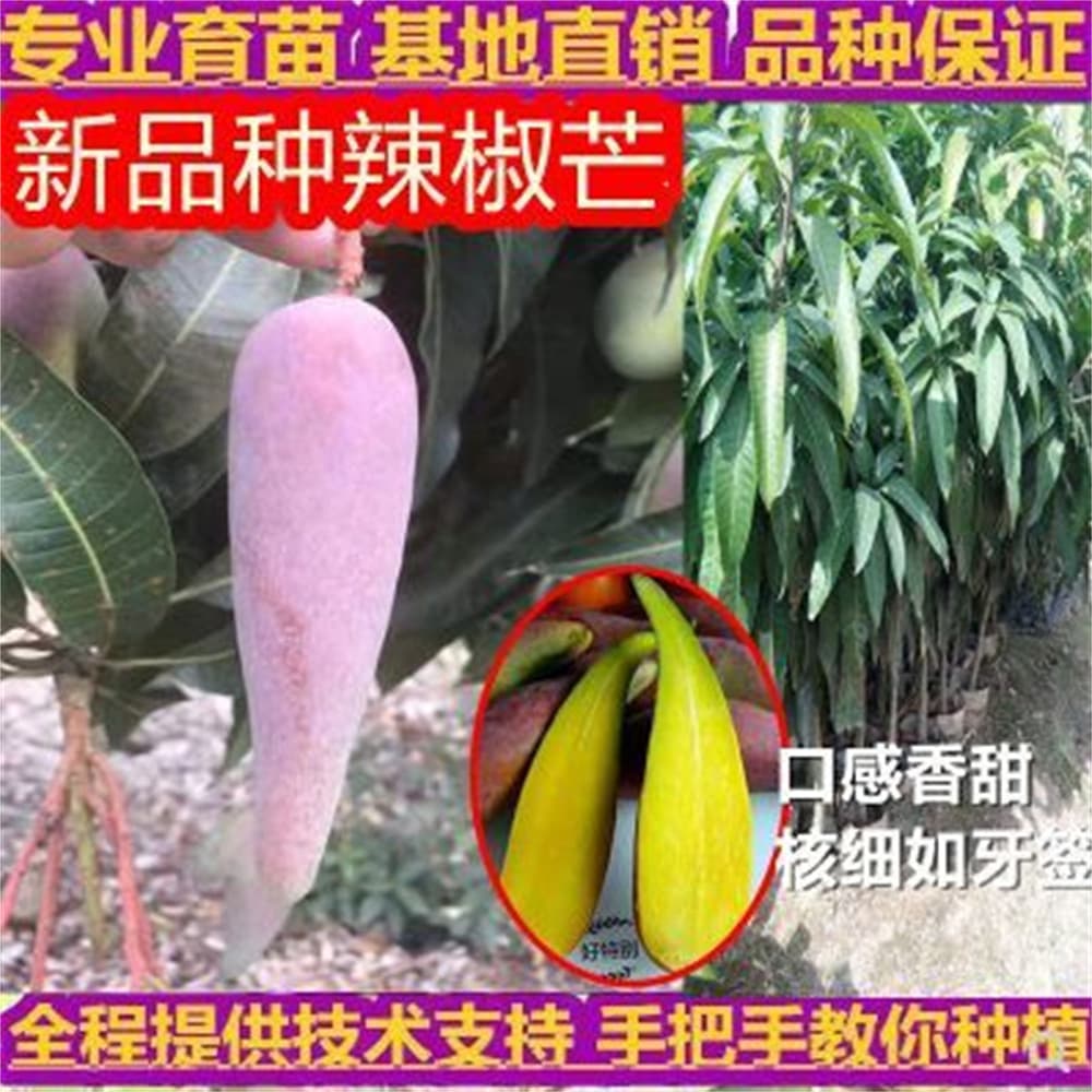 Grafted Chili Mango Seedling Tree - Jinhuang, Kate, Guifei Mango Trees, Bearing Fruit in the Same Year, Extra-Large Four-Season Mango Tree Seedling