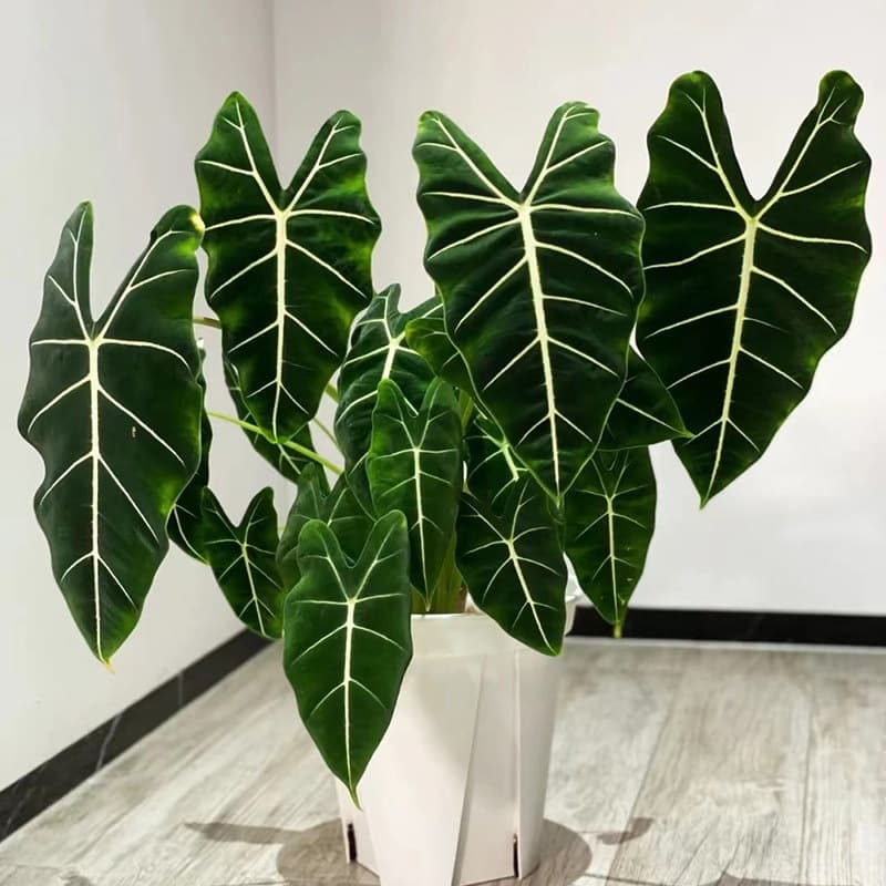 Green Velvet Alocasia, Caladium, Potted Green Plant, Indoor Plant, Foliage Plant, Tropical Plant, Nordic Style, Pot Not Included