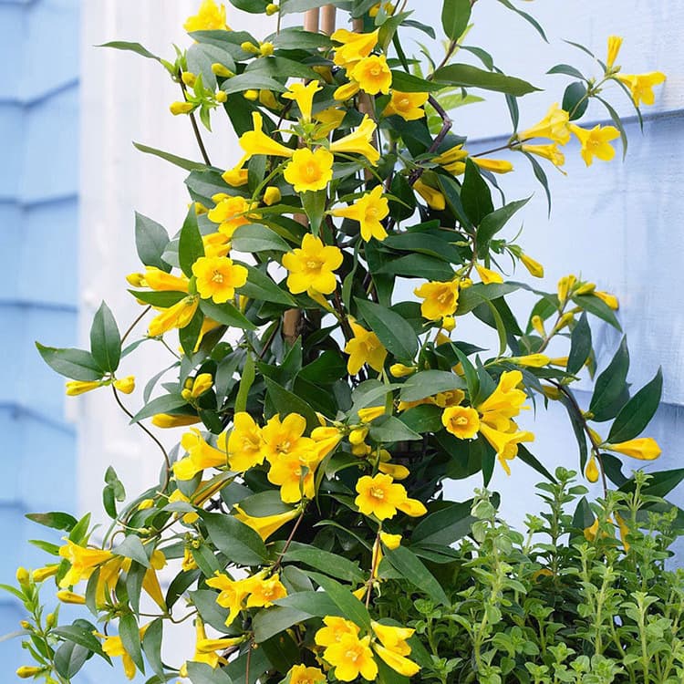 French Perfume Jasmine Flower Seedlings Climbing Plant Cold Tolerant Potted Balcony Courtyard Climbing Flower Yellow Jasmine Strong Fragrance