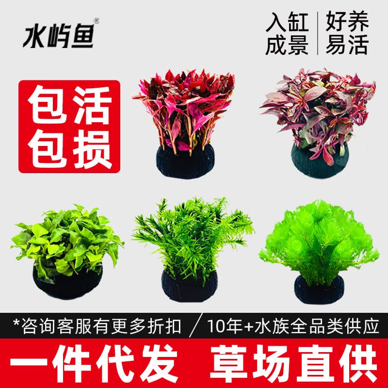 Aquarium Plant Large Clump Decoration, Low-Maintenance Beginner-Friendly, Green Cabomba Small Clump, Real Aquatic Plants Wholesale