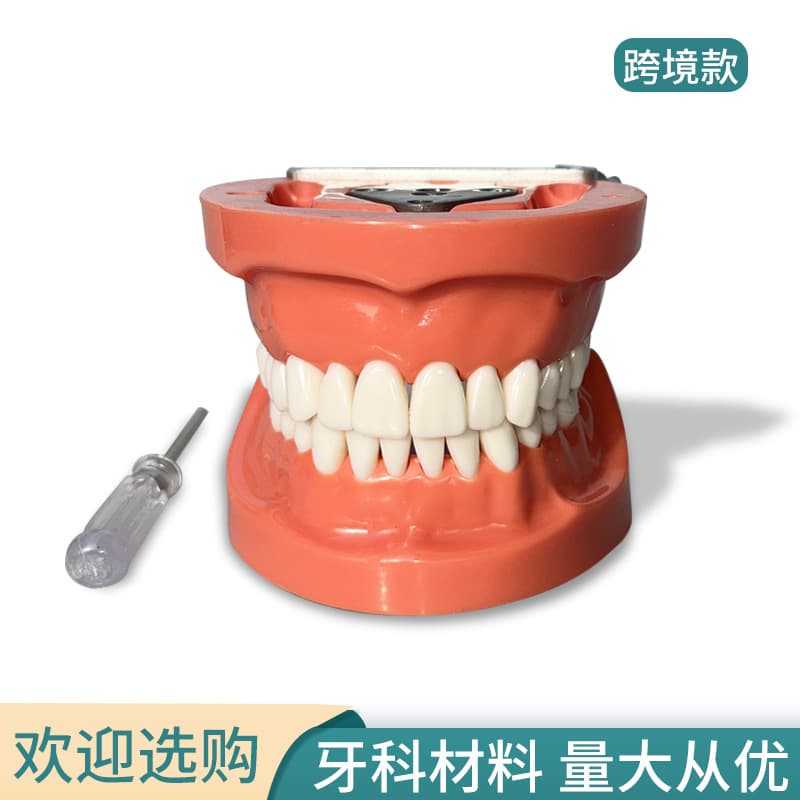 Dental Full Mouth Removable Model Removable 28 Tooth Preparation Model Teeth Model Full Mouth Dental Model