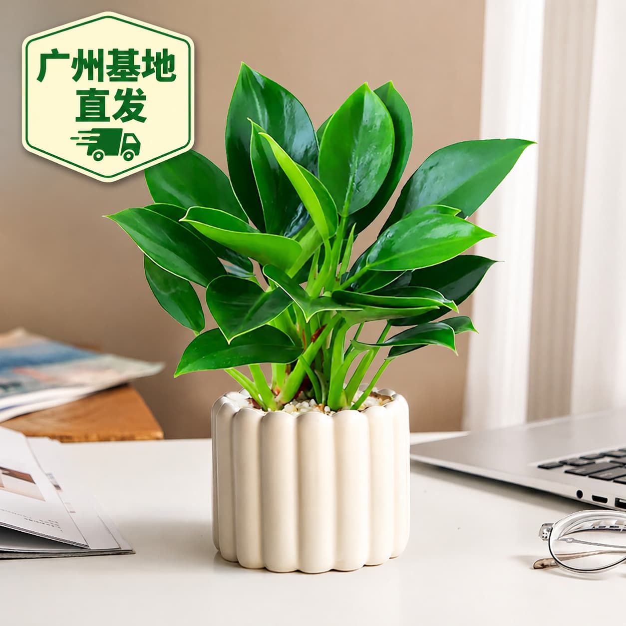 [Formaldehyde Removal] Golden Diamond Green Plant Green Diamond Princess Potted Indoor Soil Culture Office Living Room Purification Evergreen All Seasons