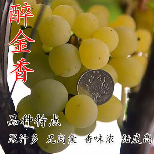 Extra Sweet Grape - Drunk Golden Fragrance Grape Seedling New Variety - Seedless No. 4 Grape Tree Fruit Tree Seedling Suitable for Southern and Northern Planting