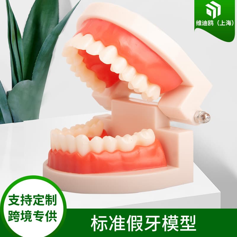 Dental Model Teaching Tool Dental Toy Fake Teeth Dental Mold Teeth Model Toy for Kindergarten Children