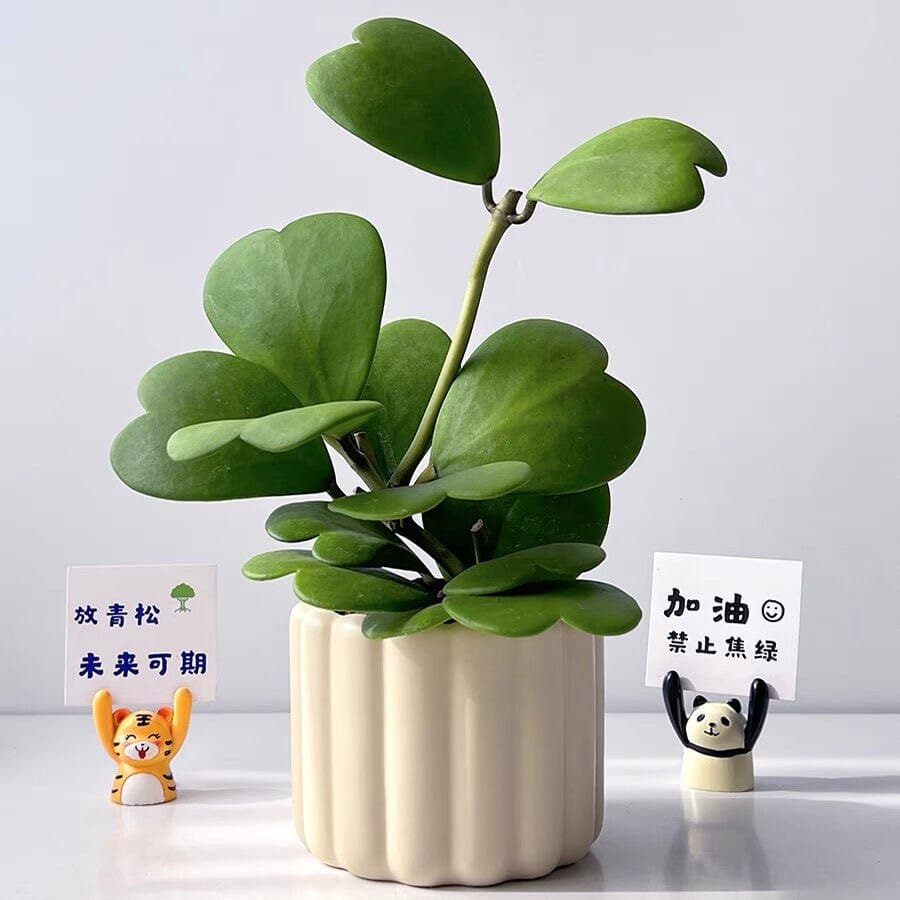 Hoya Heart Leaf Potted Succulent Plant Old Stem Green Plant Climbing Flower Office Desk Lazy Plant Easy to Grow