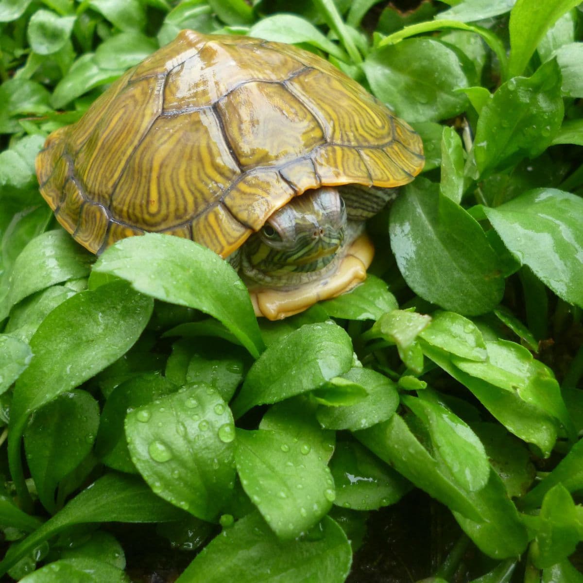 Turtle Live Animal Farm Wholesale Grass Turtle Live Turtle Brazilian Turtle Seedling Live Ornamental Turtle Pet