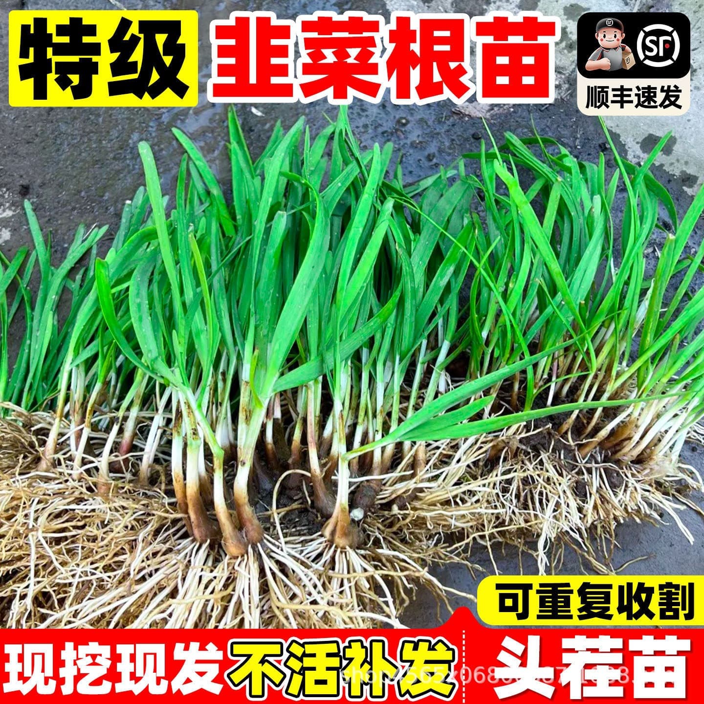 Garlic Chive Root Seedlings, Perennial, Potted, Balcony Planting, Freshly Dug Old Roots, Purple-Red Roots, Broad-Leaf Garlic Chive Seedlings, Vegetable Seedlings