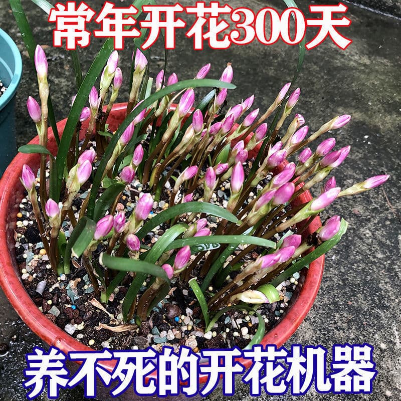 Four-Season Blooming Double-Petal Rain Lily Bulbs, Windflower, Onion Lily, Leek Lily, Courtyard Balcony Potted Flowers, Heat and Cold Tolerant