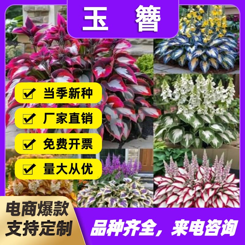 Cross-Border Supply: Colorful Hosta Plant Seeds, Hosta Flower Seeds, Potted Flower Seeds, White Flower Hosta Seeds