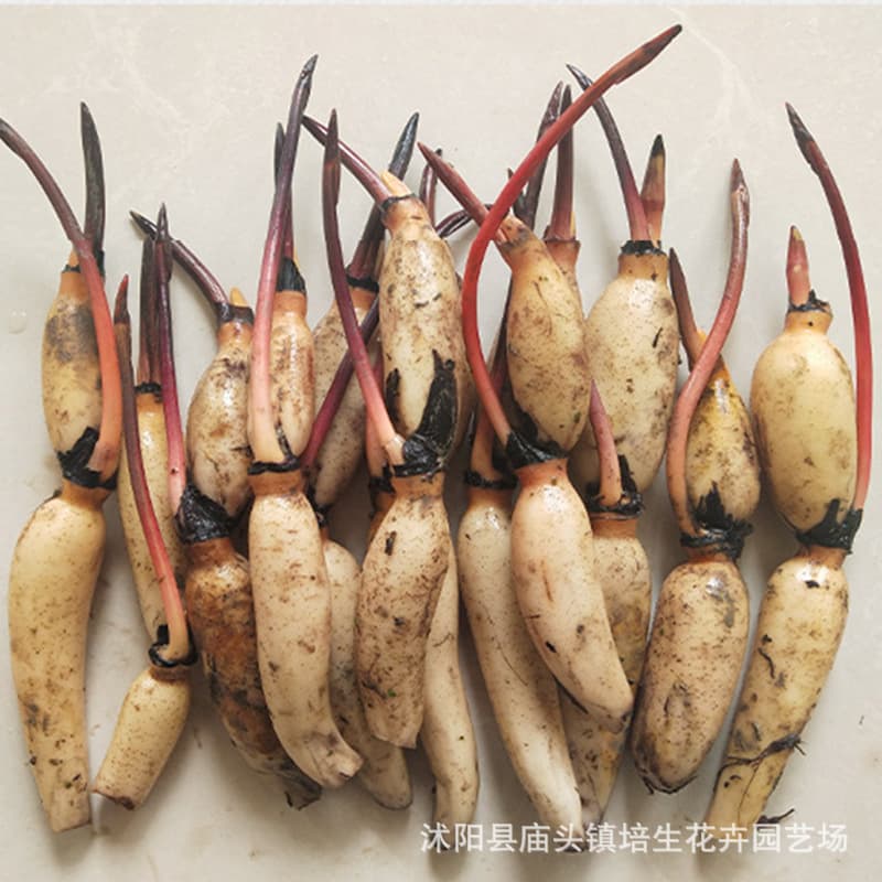 Four Seasons Pond Large Lotus Root Seedlings Water Cultivation Potted Lotus Pond Lotus Root Seedlings Ornamental Lotus Root Lotus Seedlings