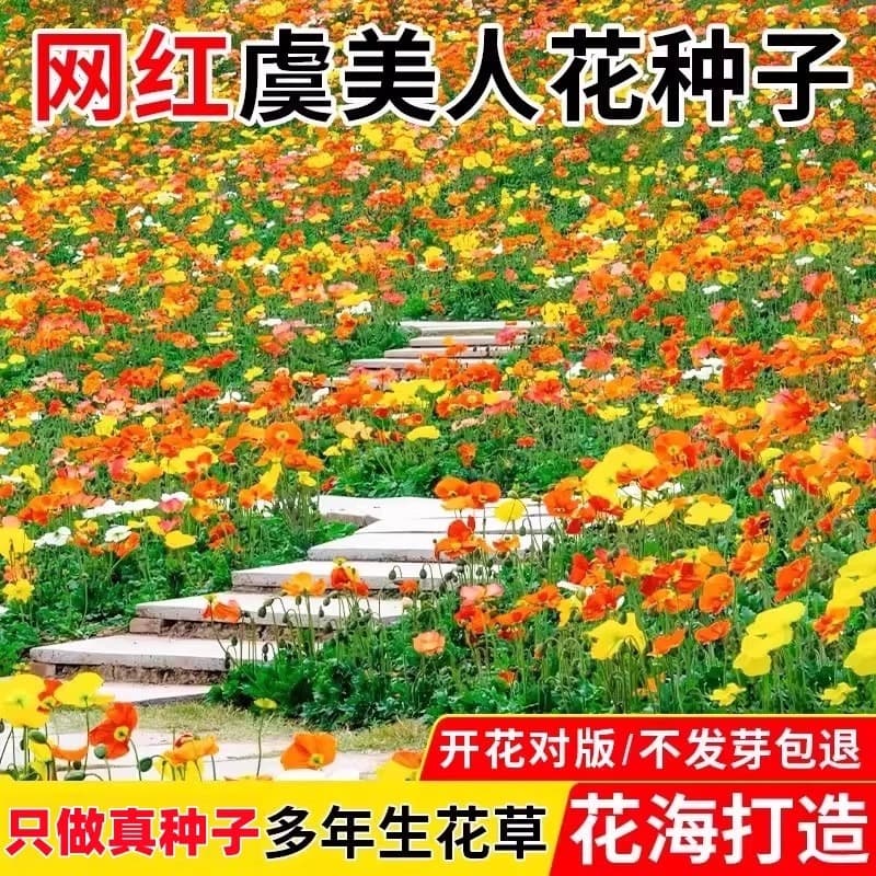 Icelandic Poppy Flower Seeds, Gesang Flower Multi-Color Flower Seeds, Sowing and Blooming Sun Flower Seeds in All Seasons