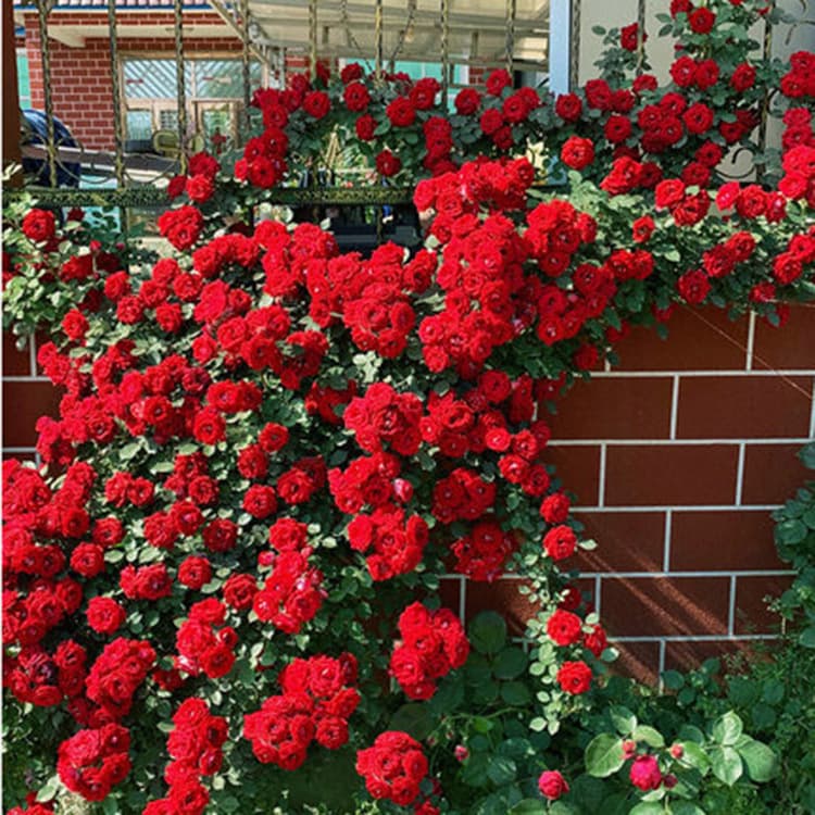 Climbing Rose Seedlings, Large-Flowered Fragrant Garden Vine Plants, Potted European Roses, Blooming in Four Seasons