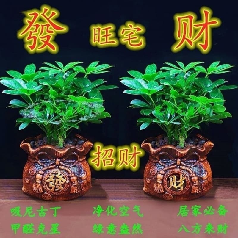 [Money Tree] Eight-way wealth duck foot wood potted evergreen schefflera indoor/outdoor easy-care green plant flowers