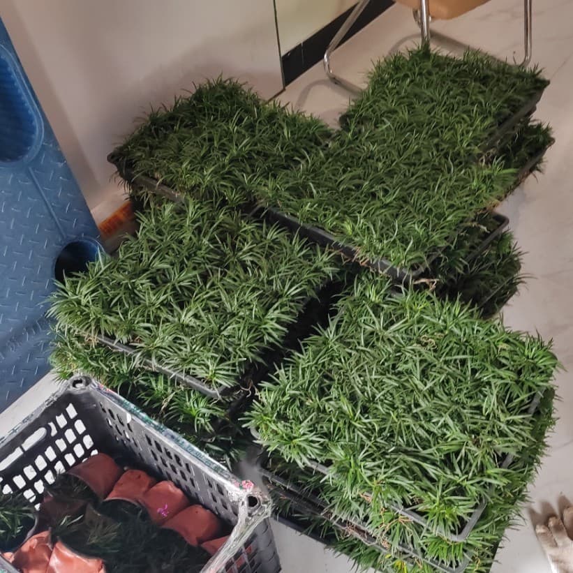 Direct from base, Zhejiang Xiaoshan dwarf Liriope muscari 'Variegata' Jade Dragon grass, villa courtyard landscape greening, freshly dug and shipped, invoice available