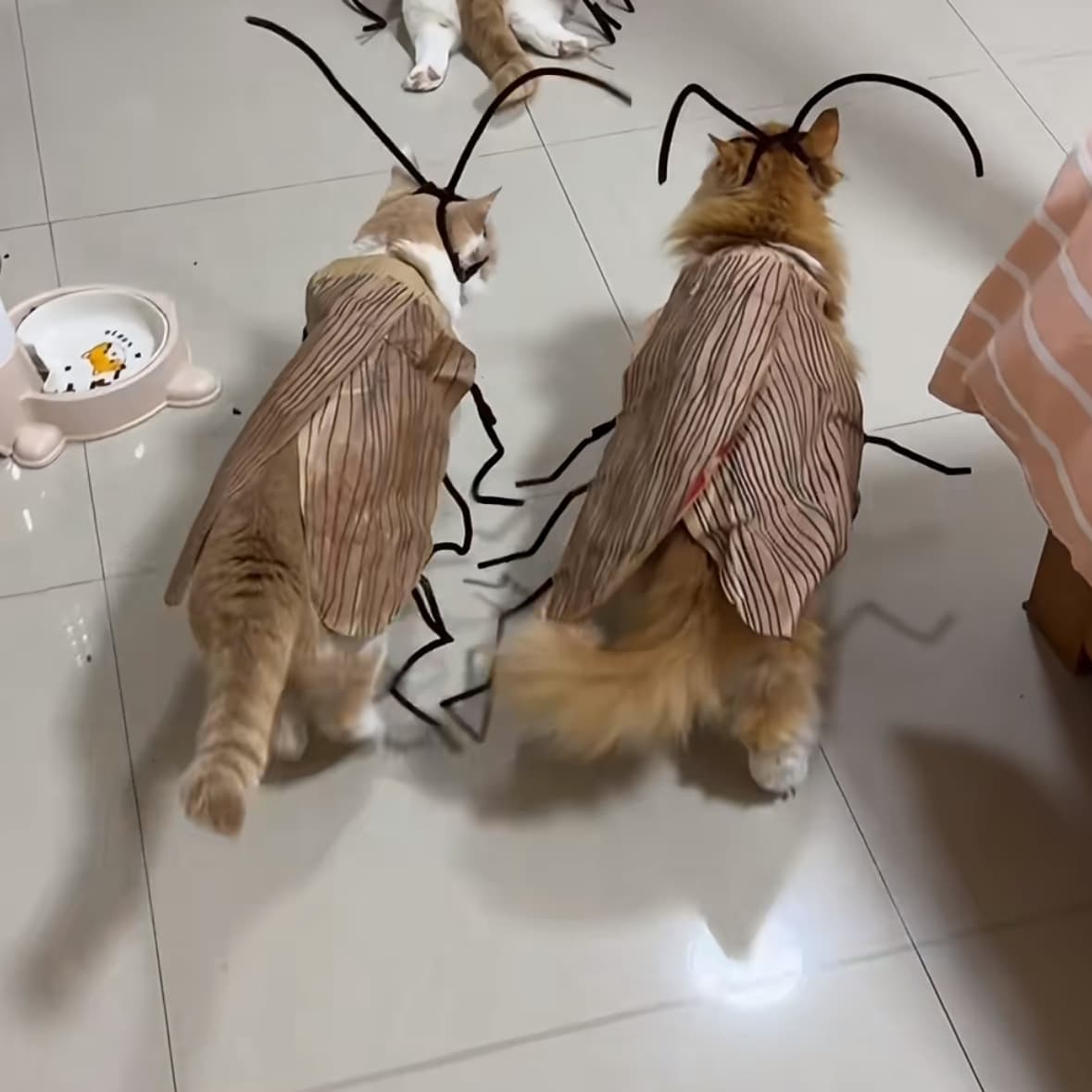 Naughty Cockroach Funny Striped DIY Costume for Cats, Trendy Insect Outfit