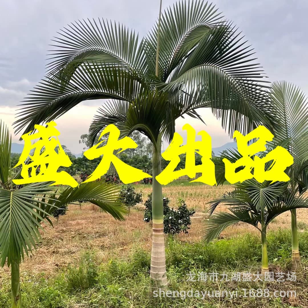 Fujian False Betel Nut Wholesale, Yunnan False Betel Nut Price, Zhejiang False Betel Nut Tree, Jiangxi False Betel Nut Base