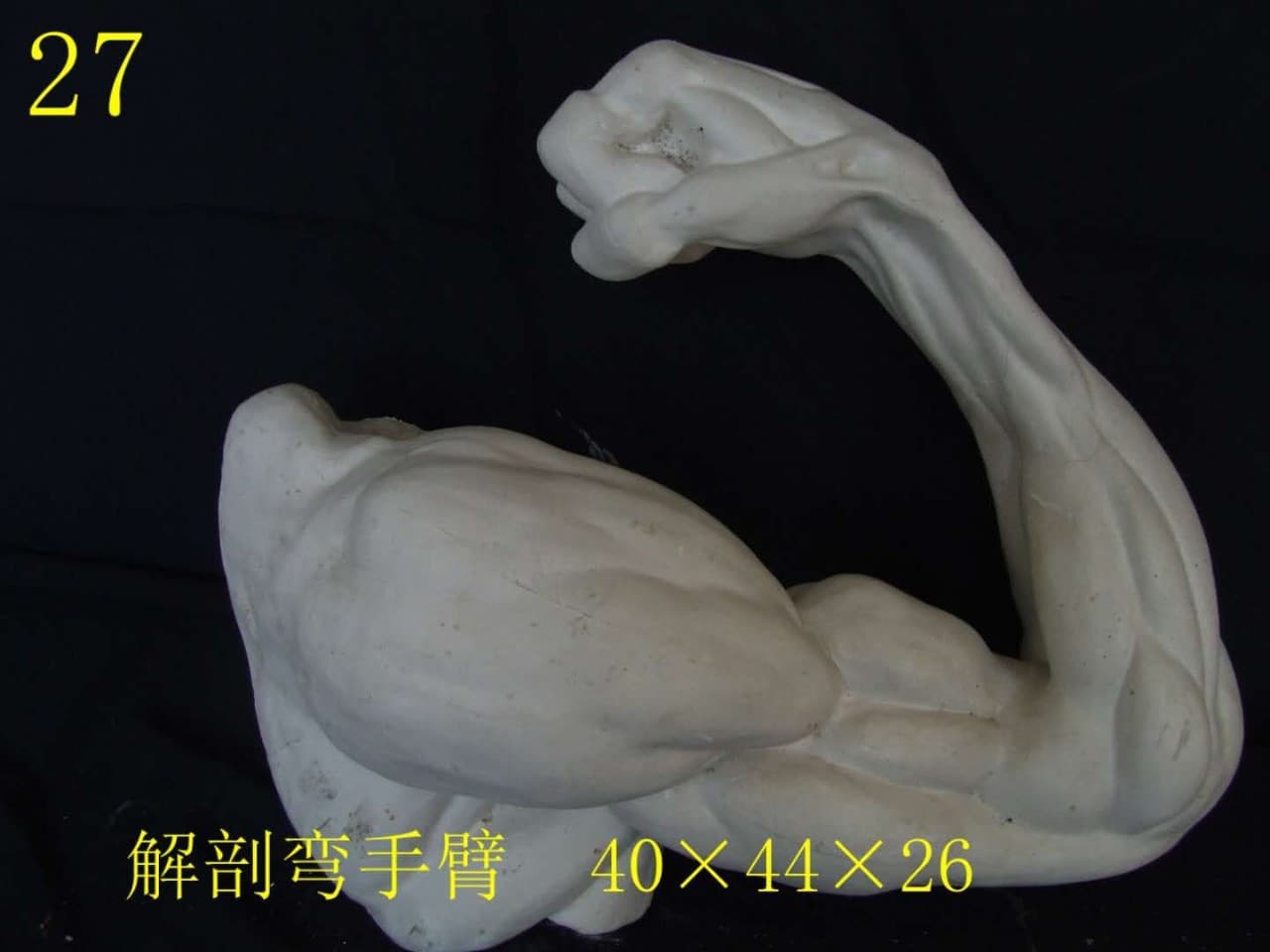 Anatomical Human Body Bent Arm Muscle Anatomy Arm Plaster Figure Teaching Tool Studio Sculpture Decoration Plaster Statue